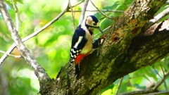 P2250440：アカゲラ（メス）
