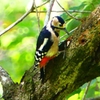 P2250440：アカゲラ（メス）