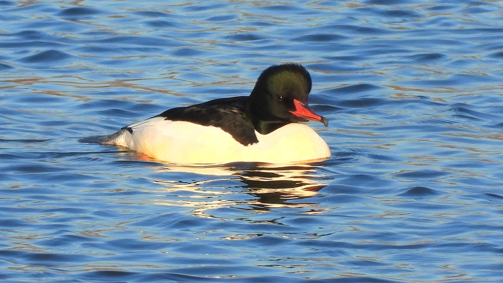 DSCN6362：カワアイサ