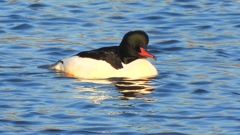 DSCN6362：カワアイサ