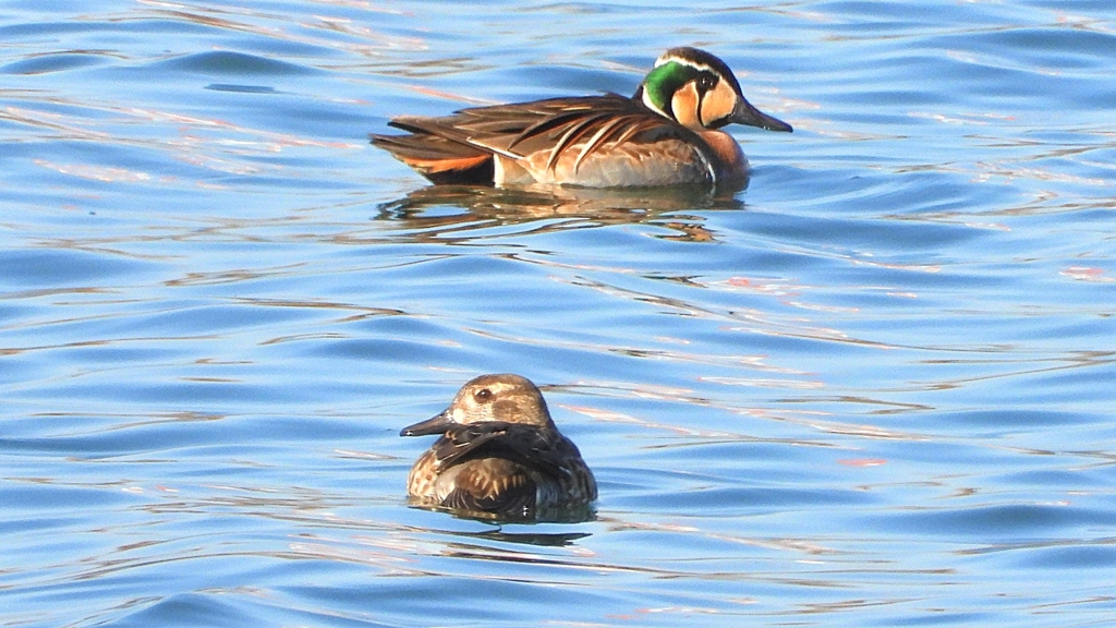 DSCN1159：トモエガモ