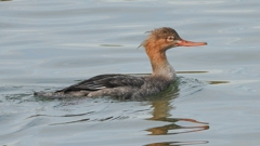 DSCN3184：ウミアイサ（メス）