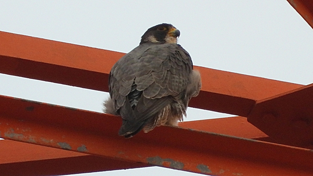 DSCN3449：ハヤブサ