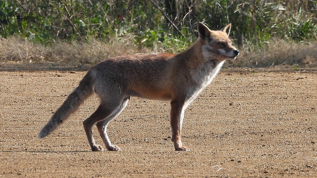DSCN6724：キツネ