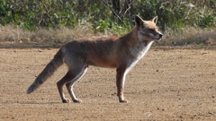 DSCN6724：キツネ