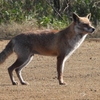 DSCN6724：キツネ