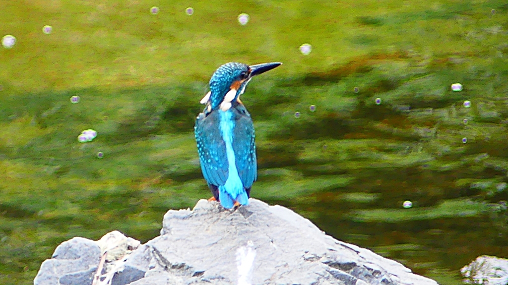 P2280315：カワセミ（オス）
