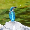 P2280315：カワセミ（オス）