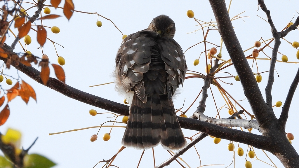 DSCN3043：ハイタカ