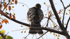 DSCN3043：ハイタカ