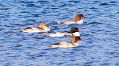 P2380826：カワアイサ