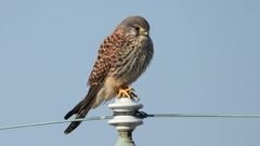 DSCN6546：チョウゲンボウ