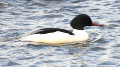 DSCN1816：カワアイサ（オス）