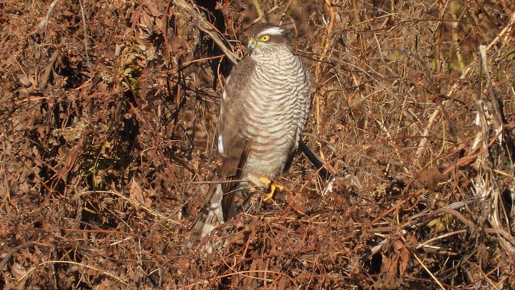 DSCN5407：ハイタカ