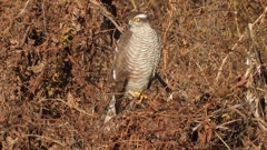 DSCN5407：ハイタカ