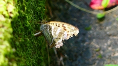 P2260442：ミドリヒョウモン