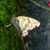 P2260442：ミドリヒョウモン