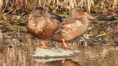 DSCN7414：ハシビロガモ（メス）