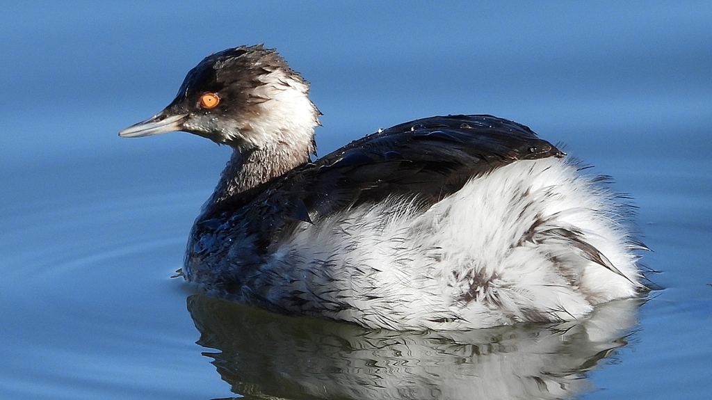 DSCN4982：ハジロカイツブリ