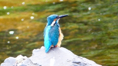 P2280369:カワセミ(オス) P2280369:カワセミ(オス)