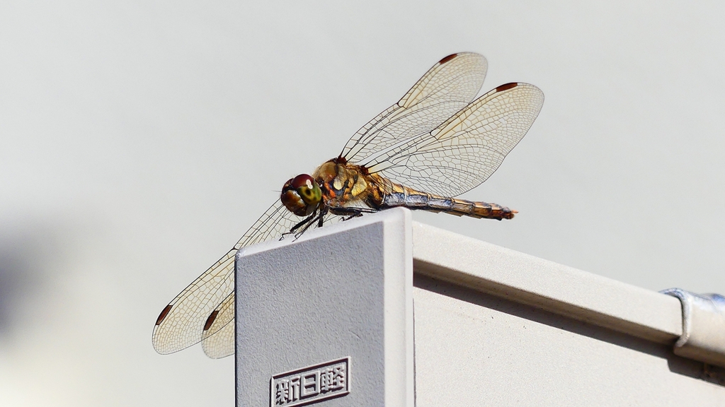 P2380011：アキアカネ（メス）