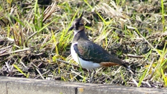 P2340632：タゲリ