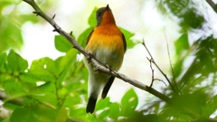 P2320336：ムギマキ（オス若鳥）