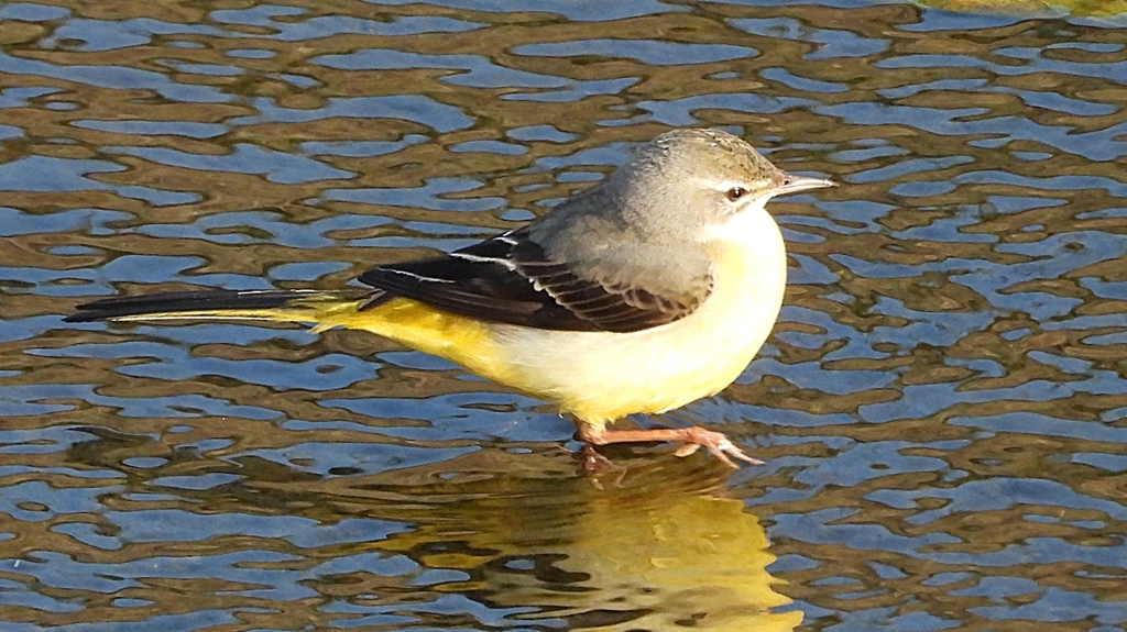 DSCN3680：キセキレイ