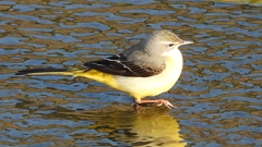 DSCN3680：キセキレイ