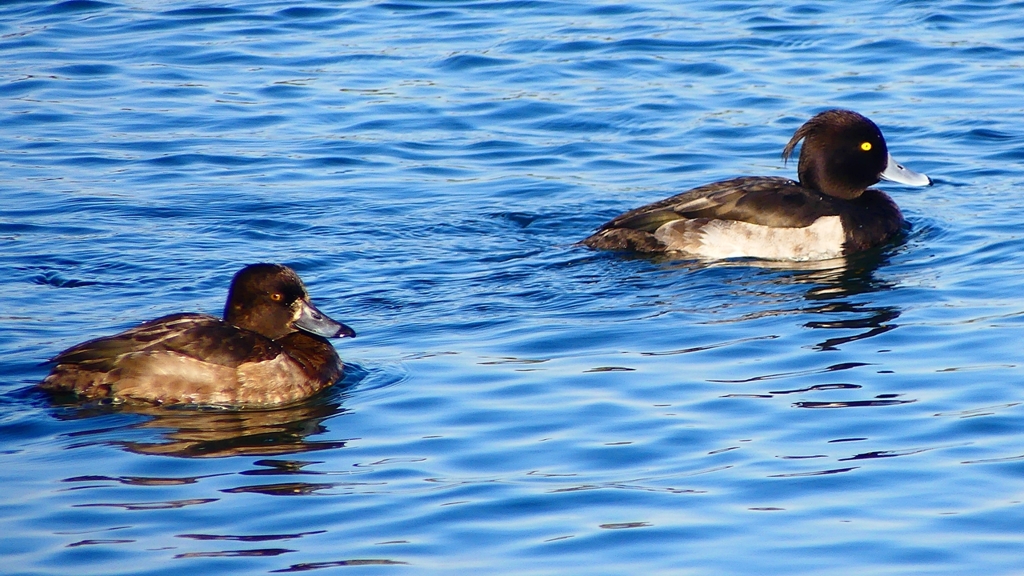 P2380425：キンクロハジロ