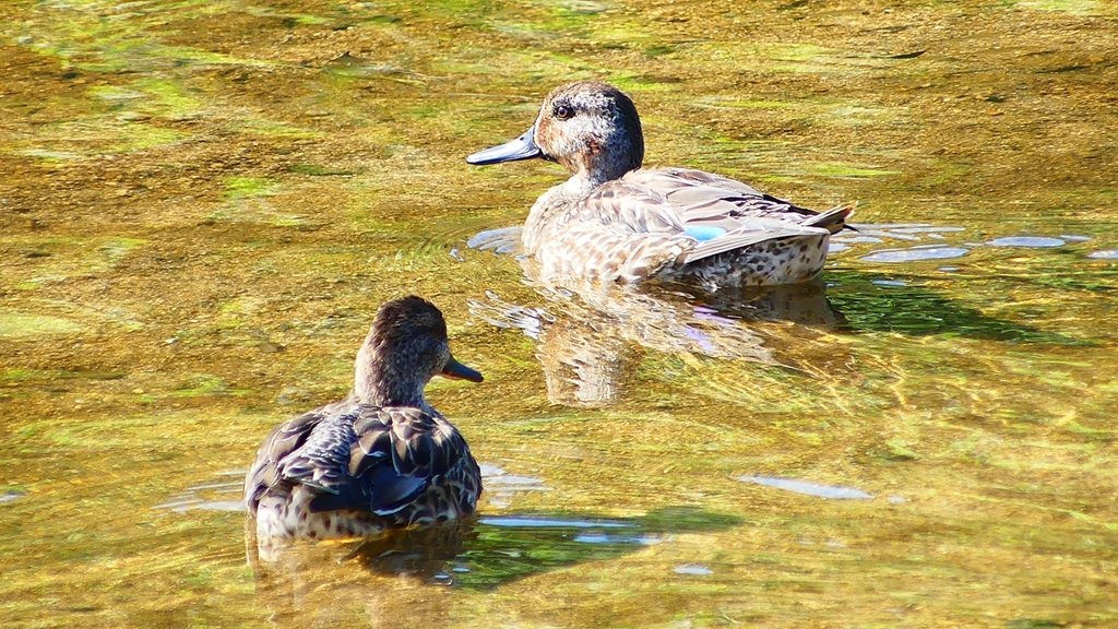 P2330620：コガモ