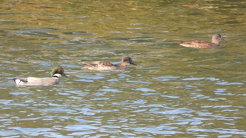 DSCN0829：ヨシガモ