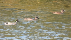 DSCN0829：ヨシガモ