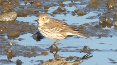 DSCN6453：タヒバリ