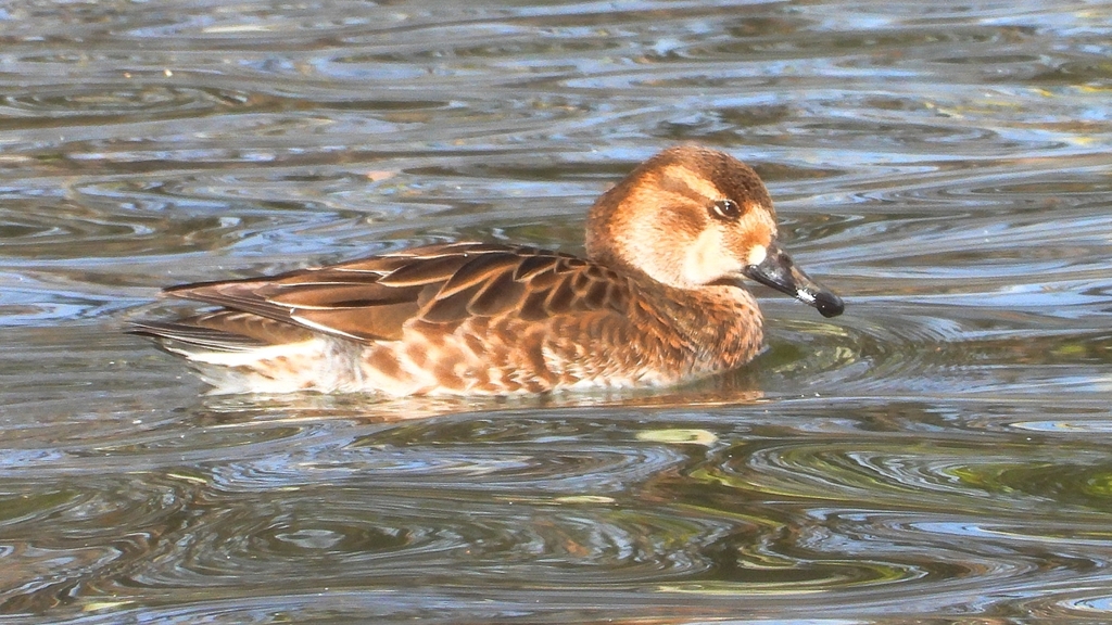 DSCN9081：トモエガモ（メス）