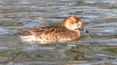 DSCN9081：トモエガモ（メス）