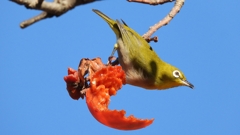 DSCN8723：メジロ