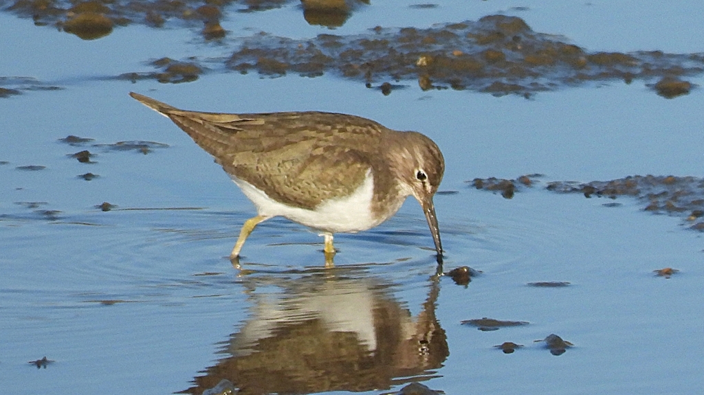 DSCN6464：イソシギ