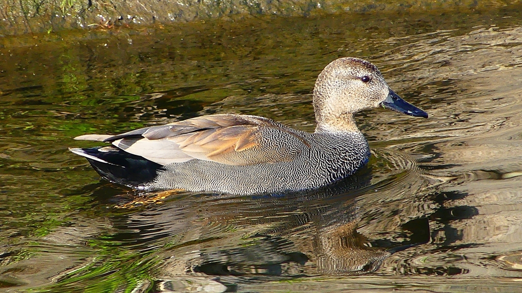P2390510：オカヨシガモ（オス）