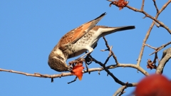 DSCN4679：ツグミ