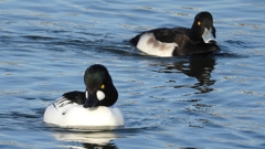 DSCN2594：ホオジロガモ（オス）、キンクロ