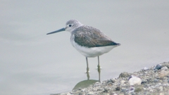 P2410020：アオアシシギ