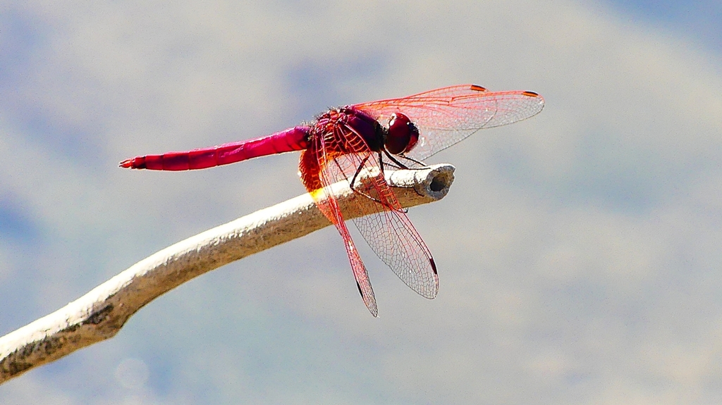 P2270207：ベニトンボ（オス）