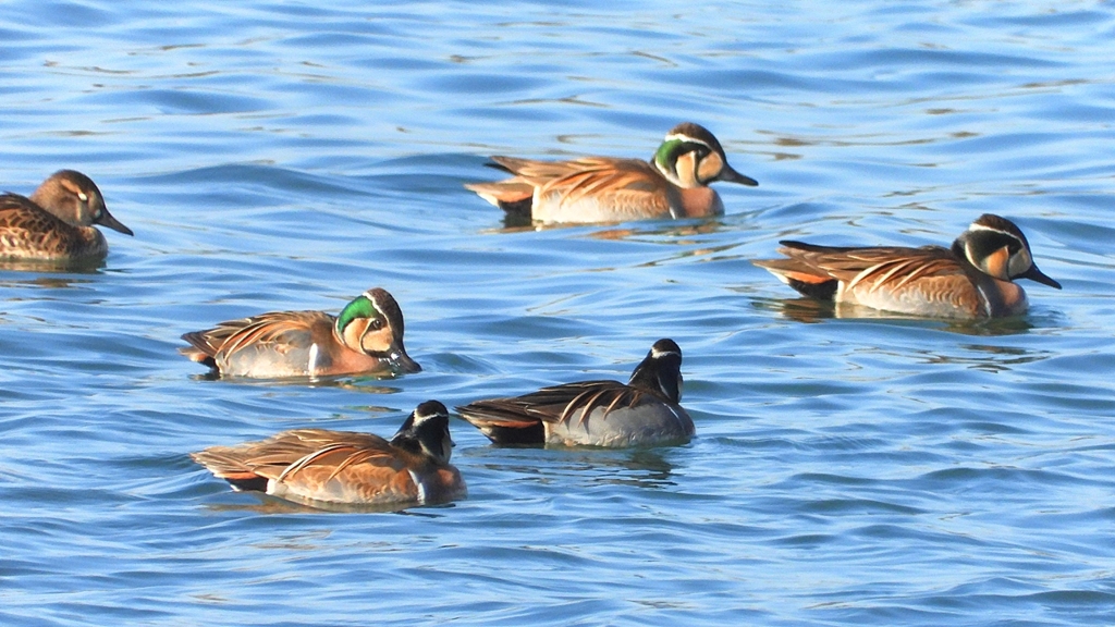 DSCN1140：トモエガモ