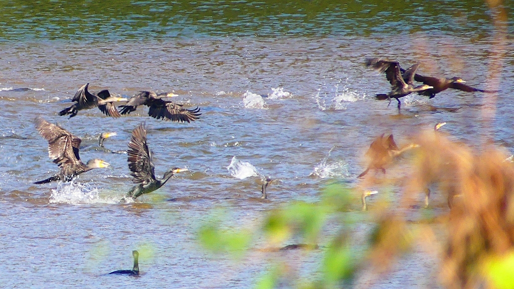P2330160：カワウの狩り