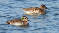 DSCN1091：トモエガモ