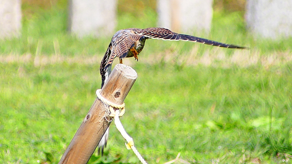 P2340513：チョウゲンボウ