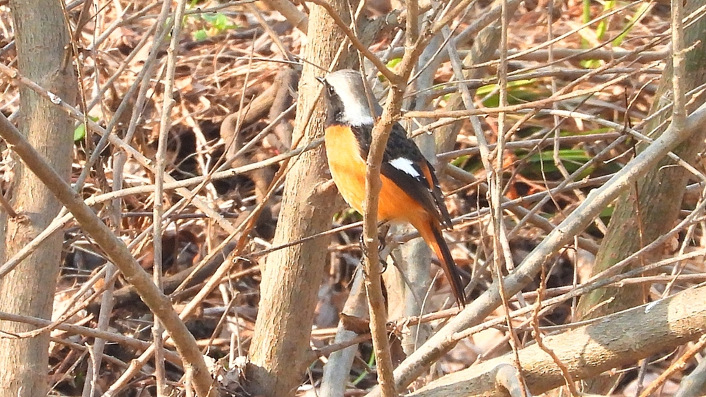 zDSCN7635：ジョウビタキ（オス）