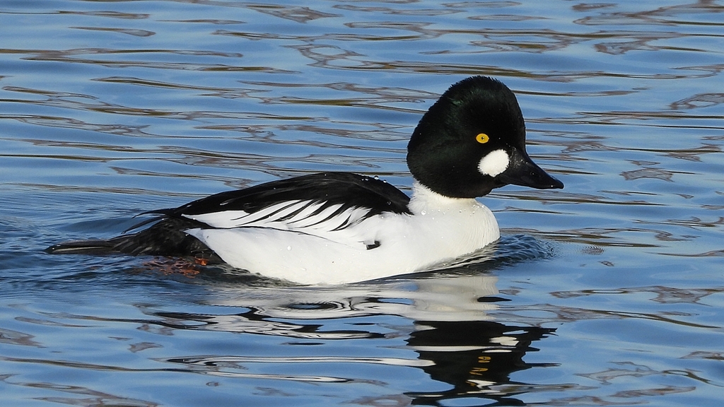 DSCN2521：ホオジロガモ（オス）