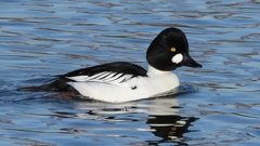 DSCN2521：ホオジロガモ（オス）